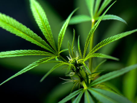 México y la marihuana. ¿Estamos preparados realmente?