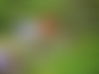 6月11日(土) プレーパーク