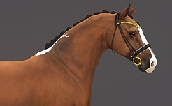 head.PNG