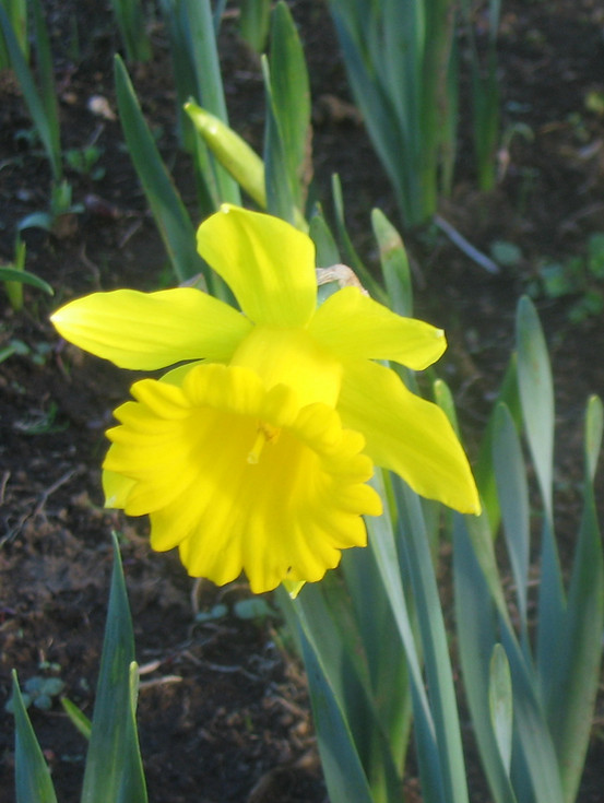 19-Narciso Flower carpet.jpg