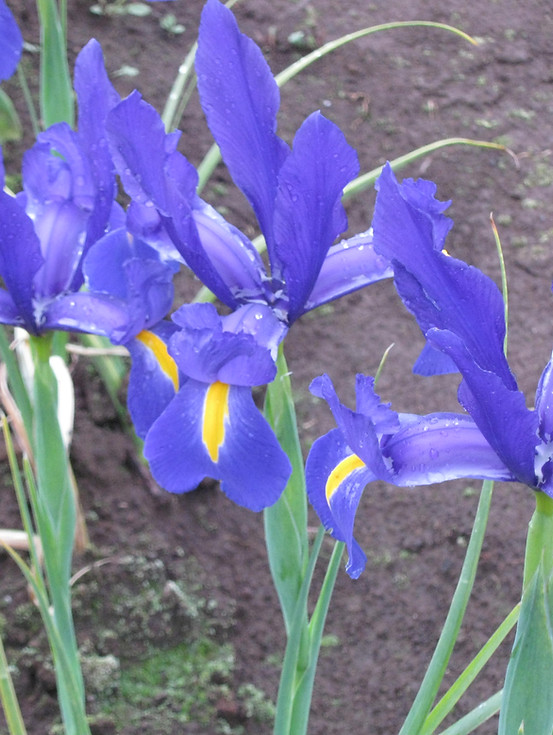 Iris Home Blues3.jpg