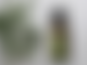 Olejek z drzewa herbacianego