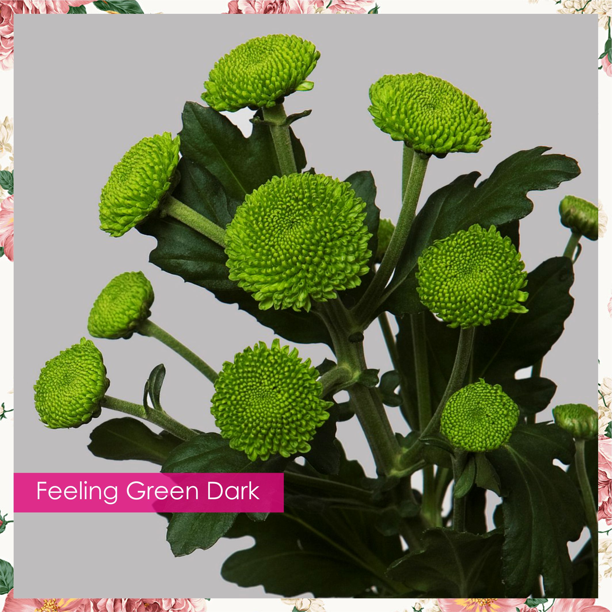 Хризантема грин трик. Филинг грин. Филинг грин. Букет с хризантемой грин. Хризантема кустовая филинг грин.