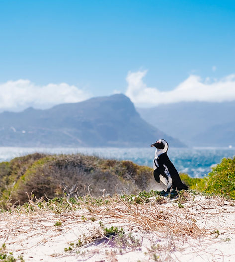 African Penguin