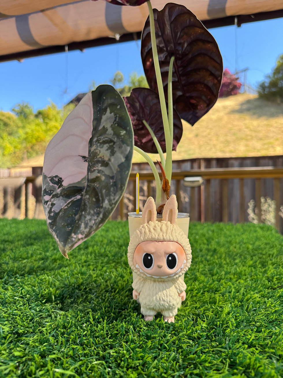 LaPlant Pot (3" cup)