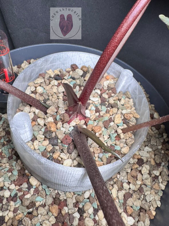 Thumbnail: Plant Choker (5.5")