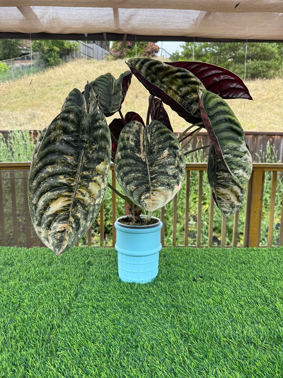 Thumbnail: Ice Cream Cone Pot (6" cup)