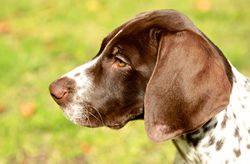 Recoil Bailey