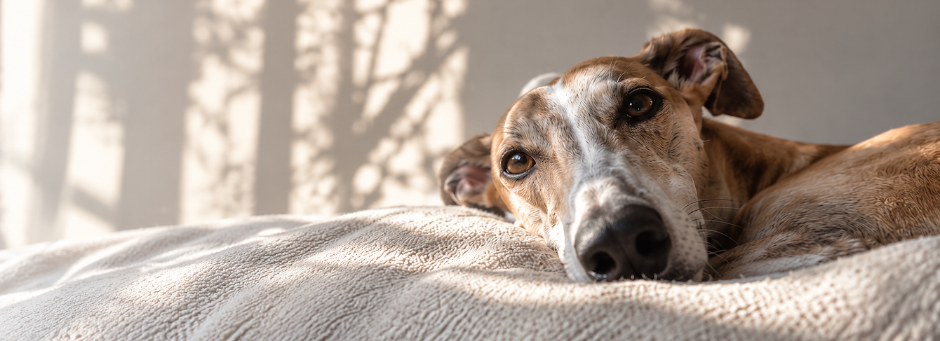 Nuevo Dia project Hundevermittlung Adoptionen Galgos Podencos Spanien suchen ein Zuhause.p
