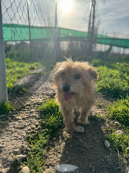 Pionono Yorkshire Terrier Adoption