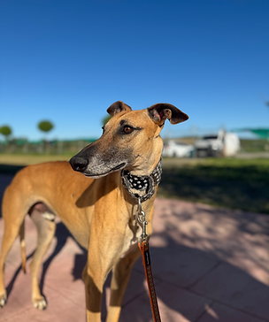 Cassian Galgo Espanol Nuevo Dia Project Cordoba Spanien Dogrescue.heic