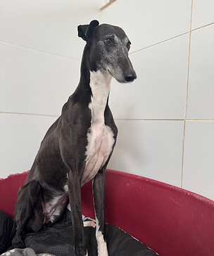 Chery Galga Galgo Espanol Hund Adoption Spanien Nuevo Dia Project Galgos del Sur.heic