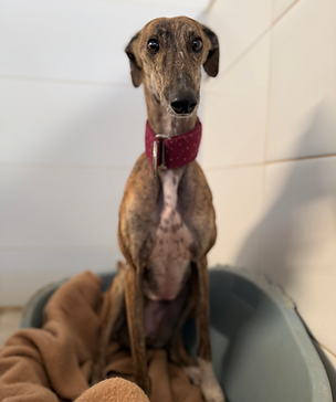 Lucita Galgo Espanol