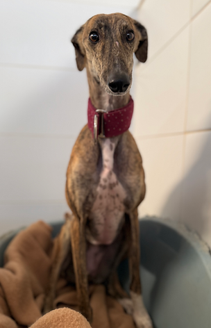 Lucita Galgo Espanol