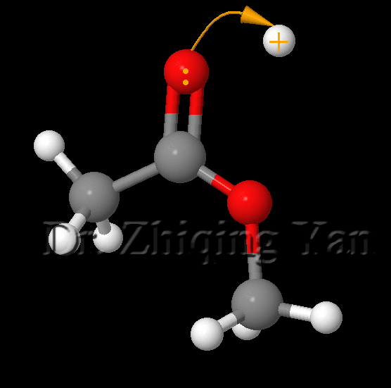 Acid-catalysed-ester-hydrolysis-1.gif