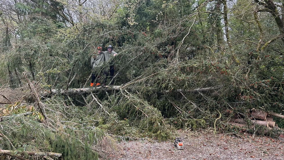 wind damaged tree removed with care and speed to allow safe access to the house