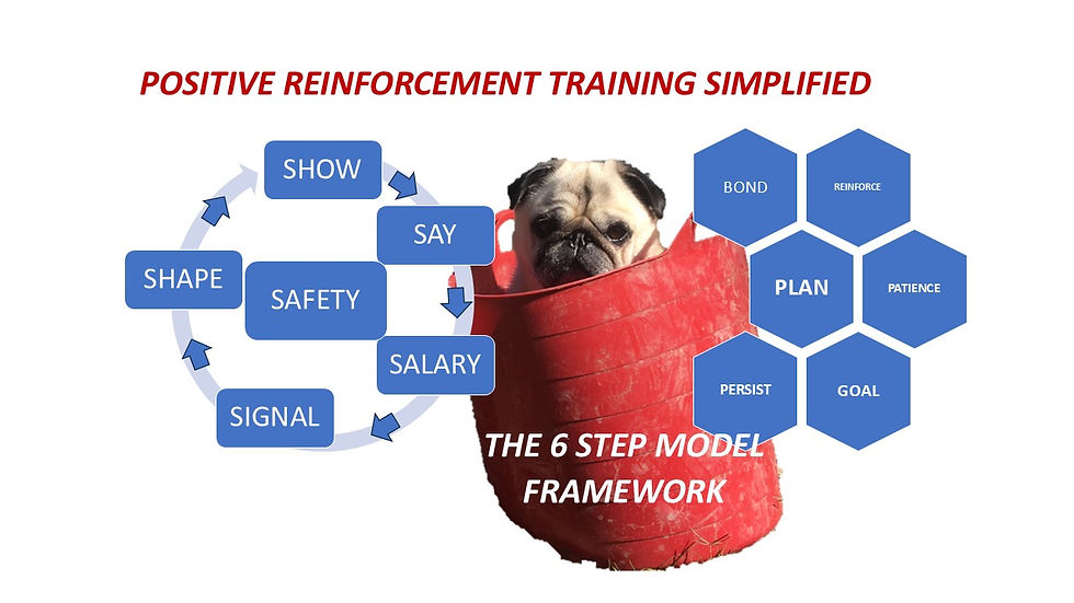 Six Simple Steps of Positive Reinforcement Dog Training