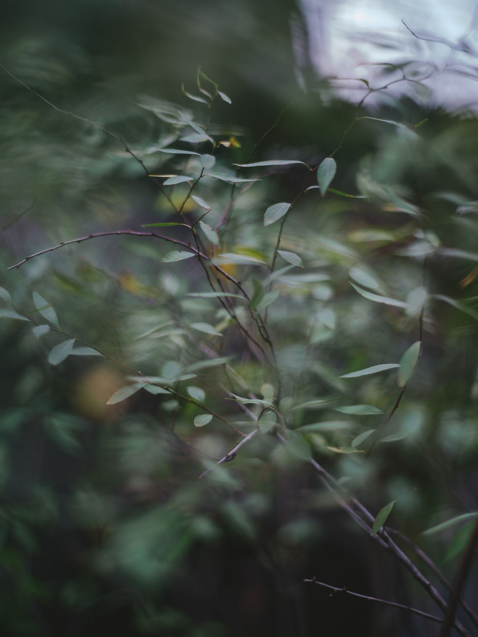 植木畑