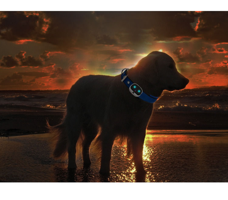 Thumbnail: []Pet Multi-Functional Collar Tracker