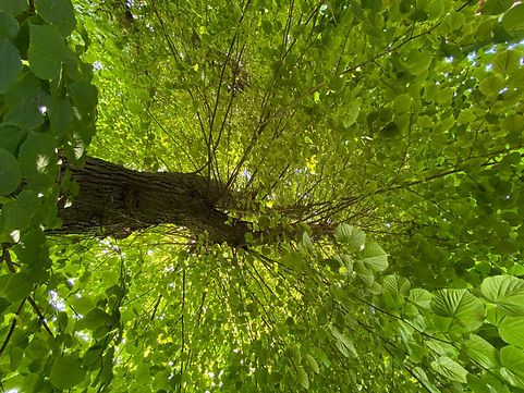 Lindenblätter im Sommergarten