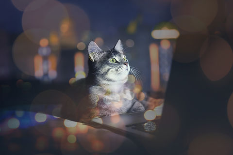 AdobeStock_133435306.jpeg