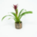 גוזמניה