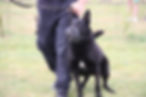 chien d'intervention GPS