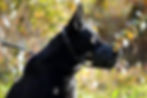 chien d'intervention GPS