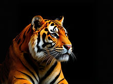 orange color and black background tiger stripes.jpg