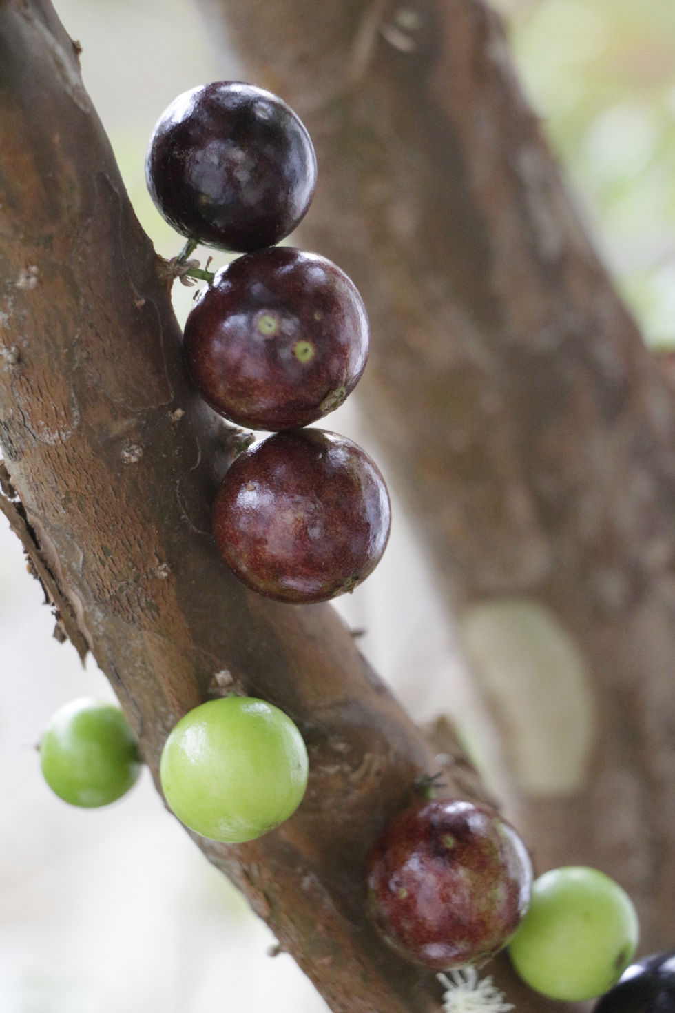 Jabuticabas do meu jardim, 25 de outubro de 2012 (1).JPG