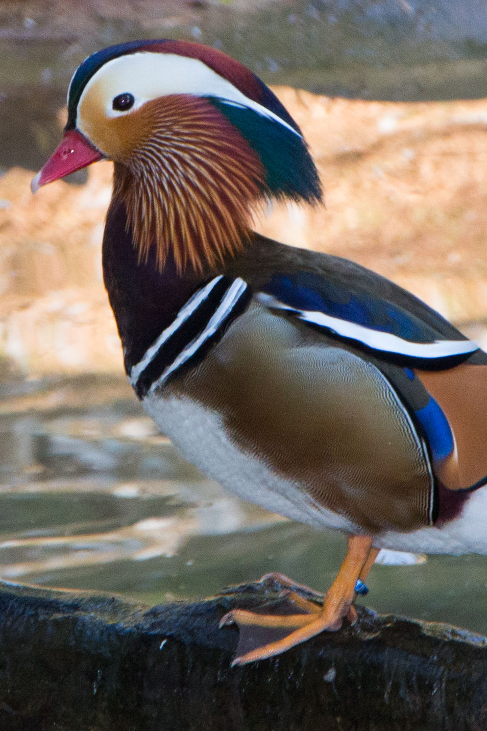 Zoo Itatiba, 08 de maio de 2013 (24)