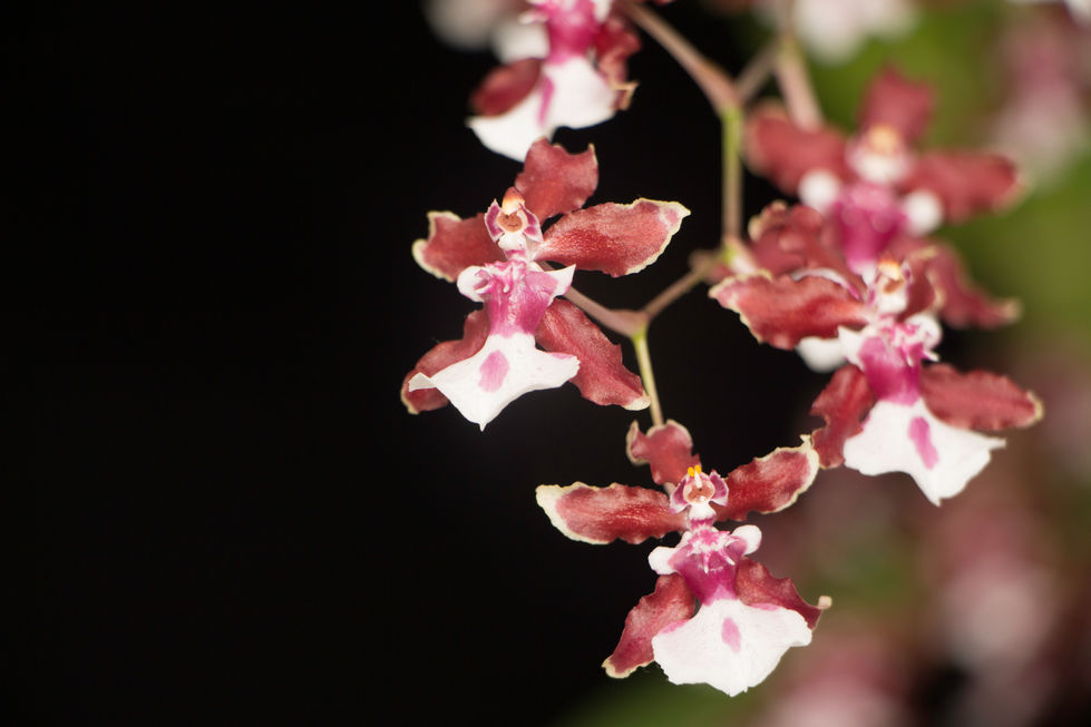 Orquídeas, 29 de março de 2013 (03).jpg