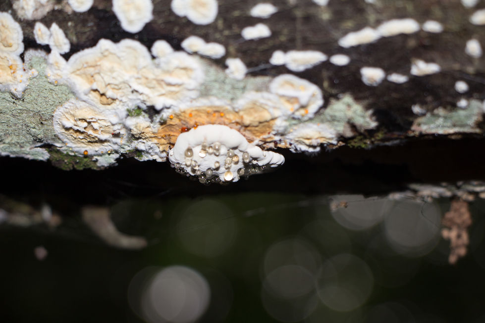 Texture is a visual exploration of nature through color and detail. These photographs capture the richness of natural surfaces, revealing patterns, depth, and textures that invite a deeper connection with the environment.