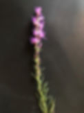 IMG_0466.jpeg