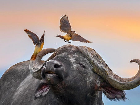 2/7/2022 Mercurio directo / Luna en cuarto creciente en Tauro