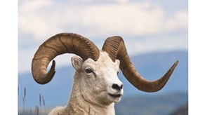 #Sol en #Aries / #Luna en #Piscis / #EquinoccioDePrimavera