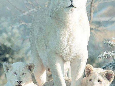 1/18/22 Luna llena en Leo