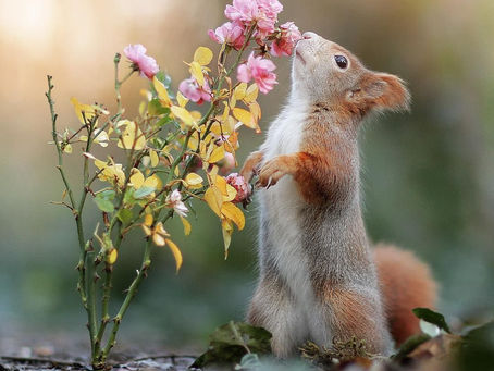 3/26/2021 Gran trÃgono en Acuario