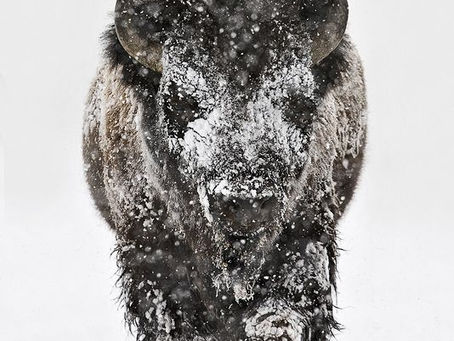 2-10-2021 Año nuevo lunar