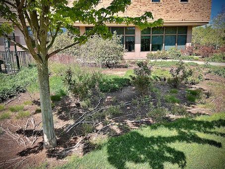 Tree casting shadow on a garden with shrubs and grass. Brick building and large windows in the background under a clear sky.
