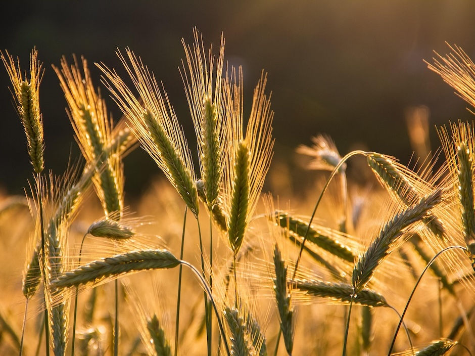 Golden barley stalks swaying gently in a sunlit field. The warm sunlight creates a serene, glowing atmosphere in the background.