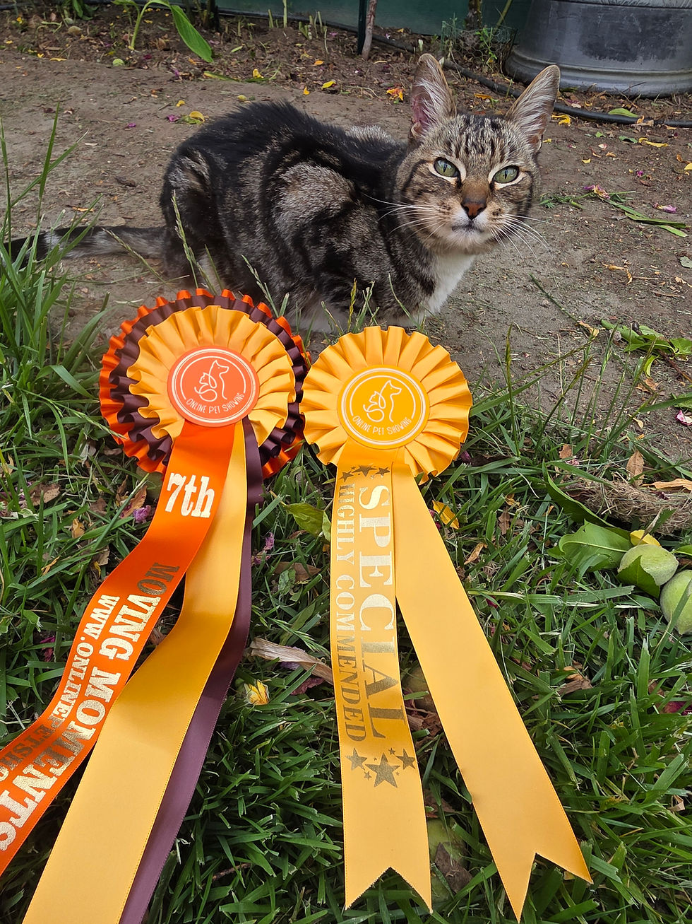 cat with two rosettes
