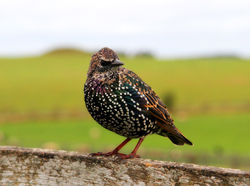 Birdy