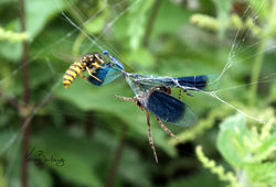 IMG_6461 - Copy