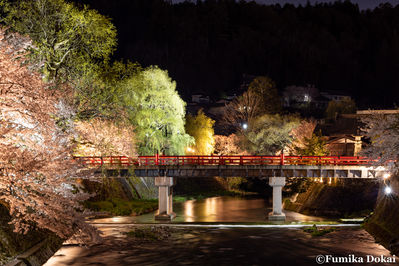 飛騨高山赤い中橋（桜ライトアップ）.jpg