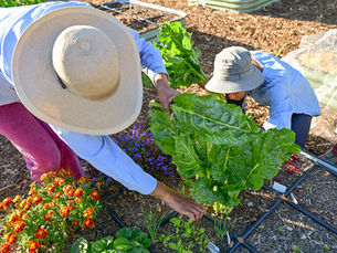 Free Resources, Mutual Aid, and Why Gardening Is a Community Practice