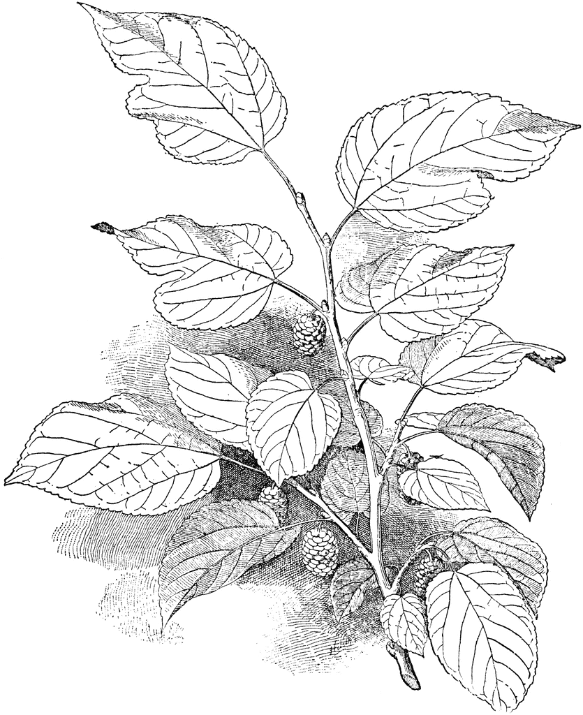 85082-white-mulberry_lg.gif
