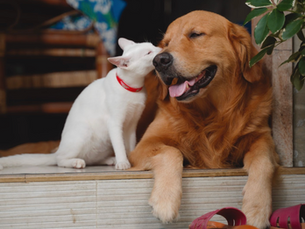 Why do we cherish our pets so much?