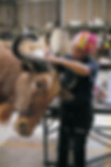 Image of a lady working in the finishing station of the mounting process, adding the final touches to an animal.