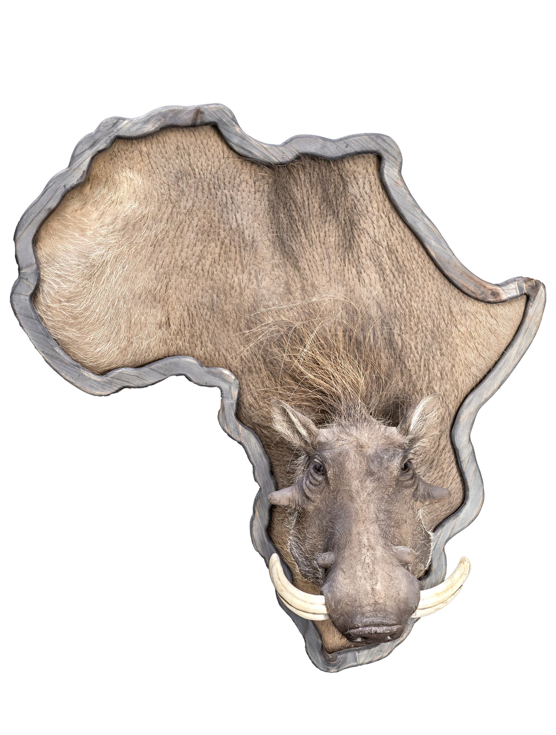 Warthog 3D African Shield Mount